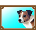 Barevná cedulka Pozor pes, Jack Russel terier