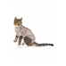 Obleček Body Suit Step'n Go Cats S béžový BUSTER
