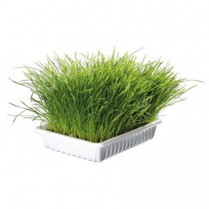 Jemná tráva pro kočku v misce TRIXIE 100 g Jemná tráva pro kočku v misce TRIXIE 100 g