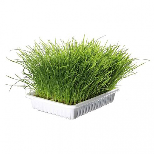 Jemná tráva pro kočku v misce TRIXIE 100 g
