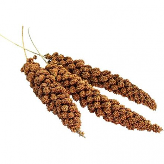 Senegalskie proso w kłosie 100 g - AVICENTRA