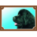 Barevná cedulka Pozor pes, Novofundlanský pes černý