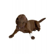 Obvaz hadicový síťový BUSTER 1,25cm x 6,5m bílý Obvaz hadicový síťový BUSTER 1,25cm x 6,5m bílý