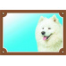 Barevná cedulka Pozor pes, Samojed