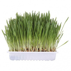 Tráva pro kočku v sáčku 100g TRIXIE Tráva pro kočku v sáčku 100g TRIXIE
