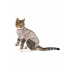 Obleček Body Suit Step'n Go Cats 2XS béžový BUSTER